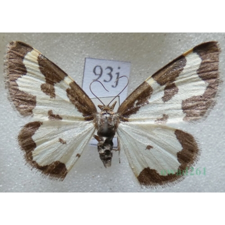 Lomaspilis marginata (Linnaeus, 1758) Plamiec nabuczak Czech93j